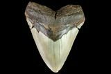 Fossil Megalodon Tooth - North Carolina #109833-1